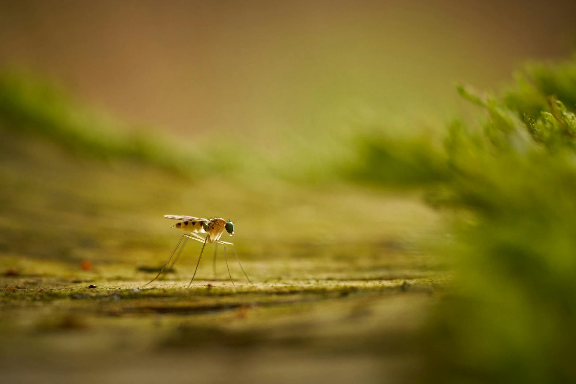 Mosquitoes, Dengue and Malaria in Vietnam: The Realistic Risk Map for Travelers
